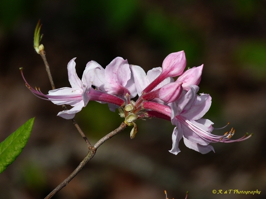 {Rhododendron periclymenoides}